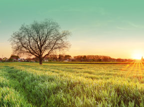 farming field with tree in at sunset