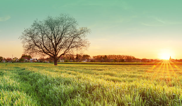 farming field with tree in at sunset